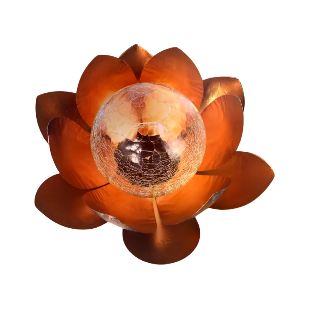 Lumière d'accent sur le lotus solaire